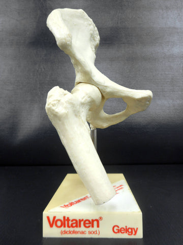 Vintage Hip Bone Medical Display Advertising Articulated for Voltaren Antiarthritic Pain Reliever, Pharmacy Salesman, Medical Doctor Office
